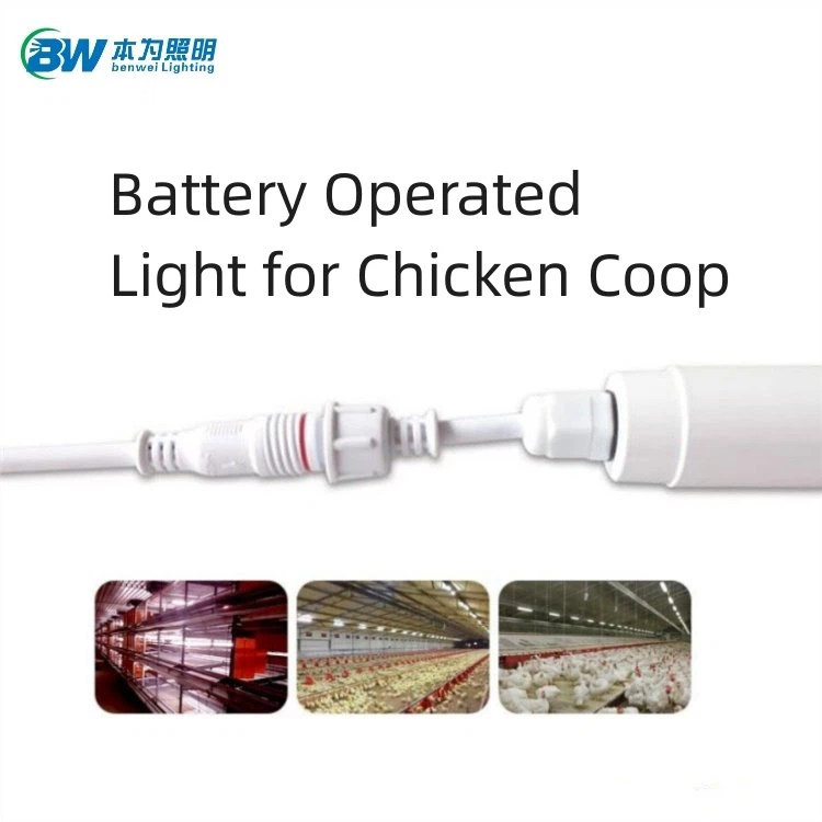 Roj teeb ua haujlwm teeb rau qaib coop