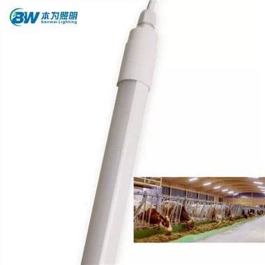 LED Teeb rau Cov Ncauj Cow Barns