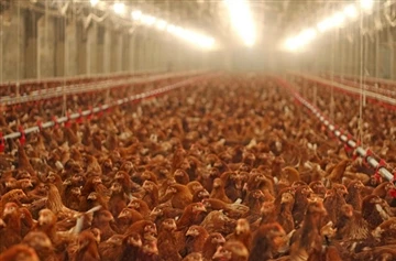 Yuav Ua Li Cas Thiaj Li Tau Txais Cov Nqaij Qaib Broiler