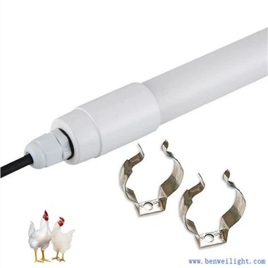 Led Teeb Pom Kev Rau Cov Tsev Nqaij qaib