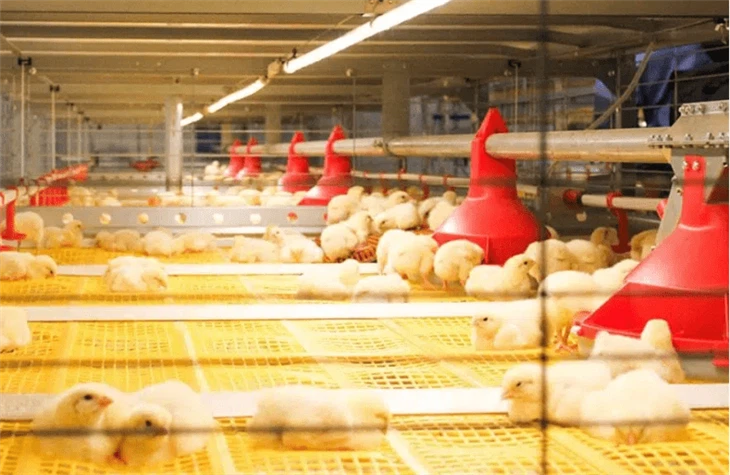 Led Tube Light Used For Poultry