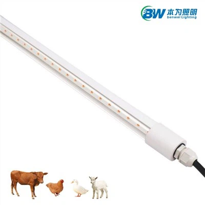 Qaib Led Teeb 20W